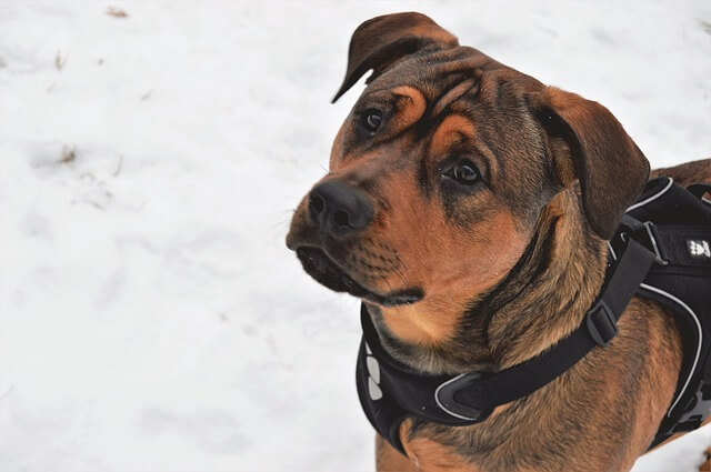 Dog in the snow