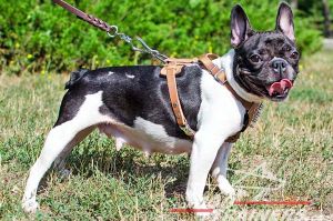 Dog with short nasal duct